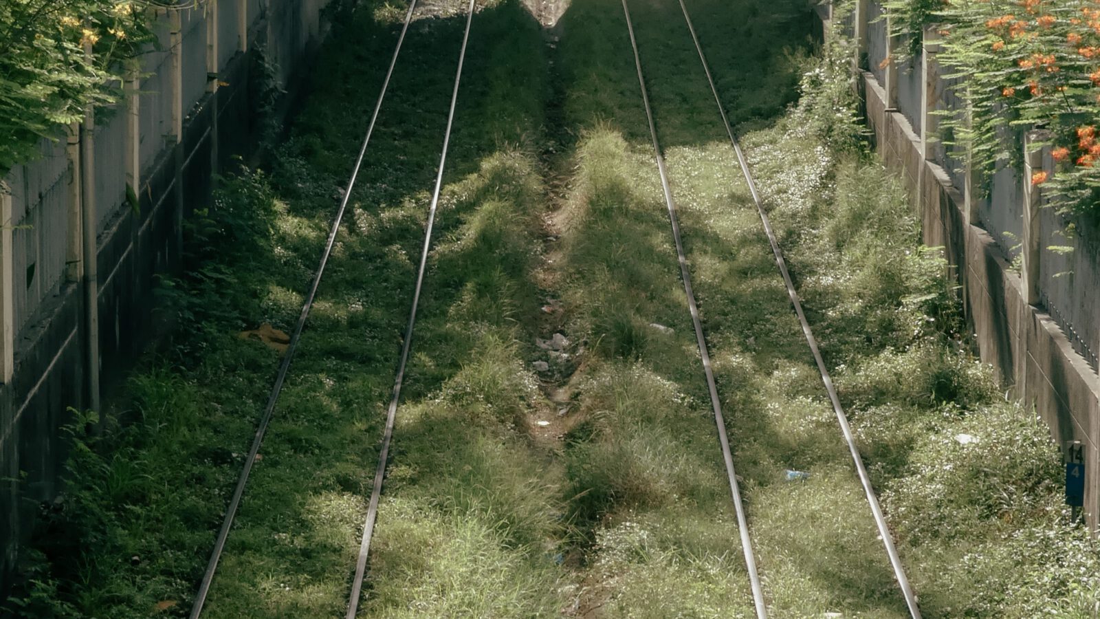 Disused railway tracks overgrown with wild vegetation
