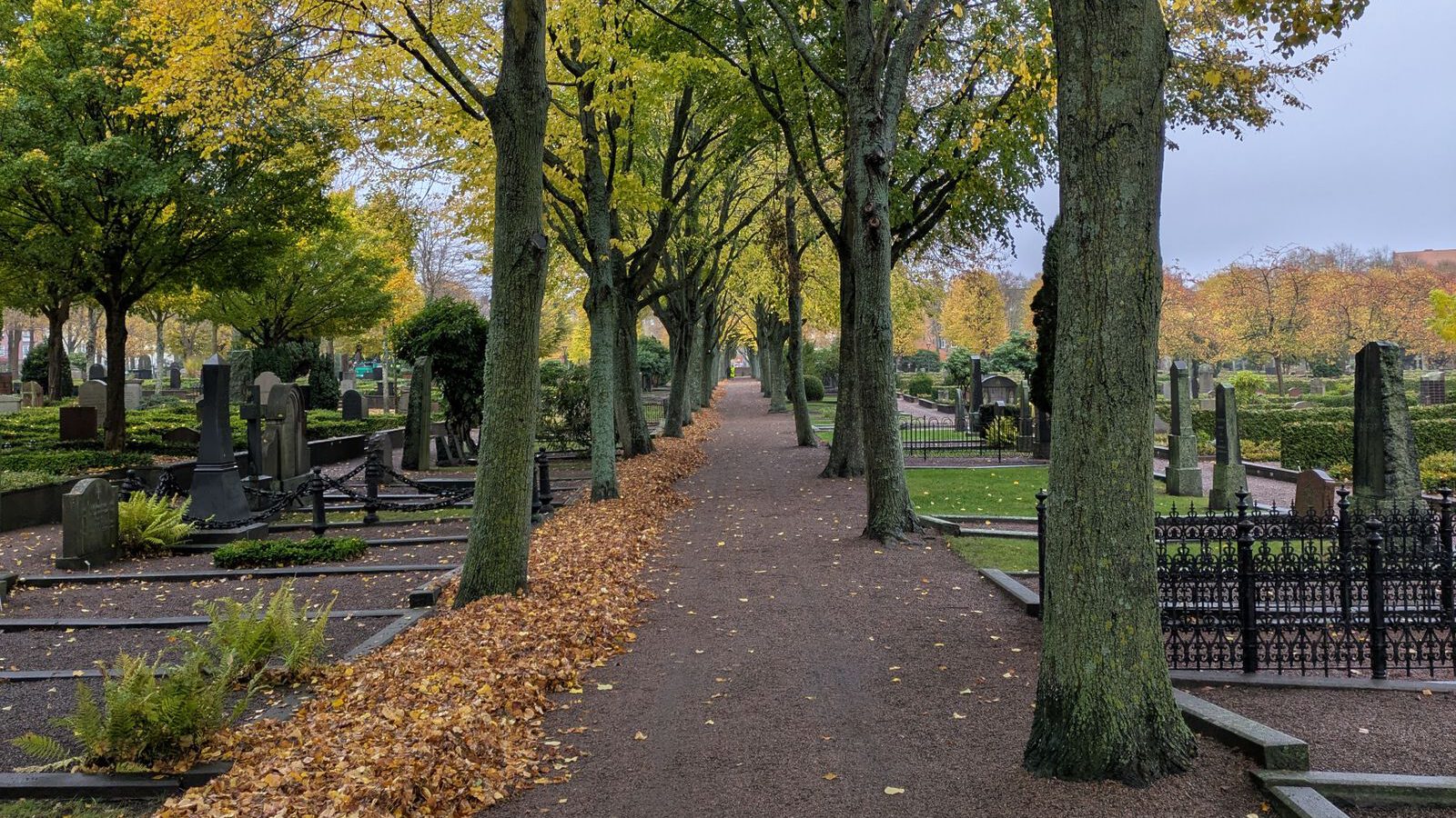 Tree-lined gravel avenue carpeted with autumn leaves running between old headstones in a park-like cemetery.