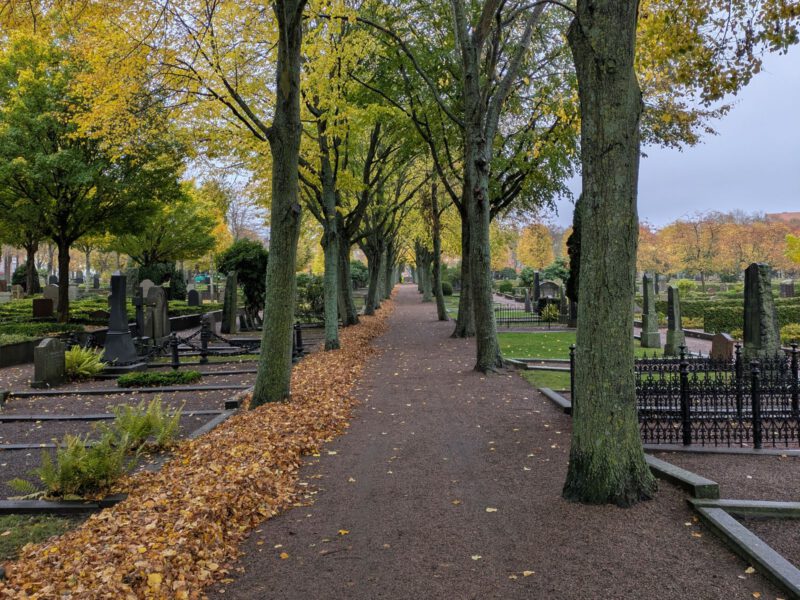 Tree-lined gravel avenue carpeted with autumn leaves running between old headstones in a park-like cemetery.
