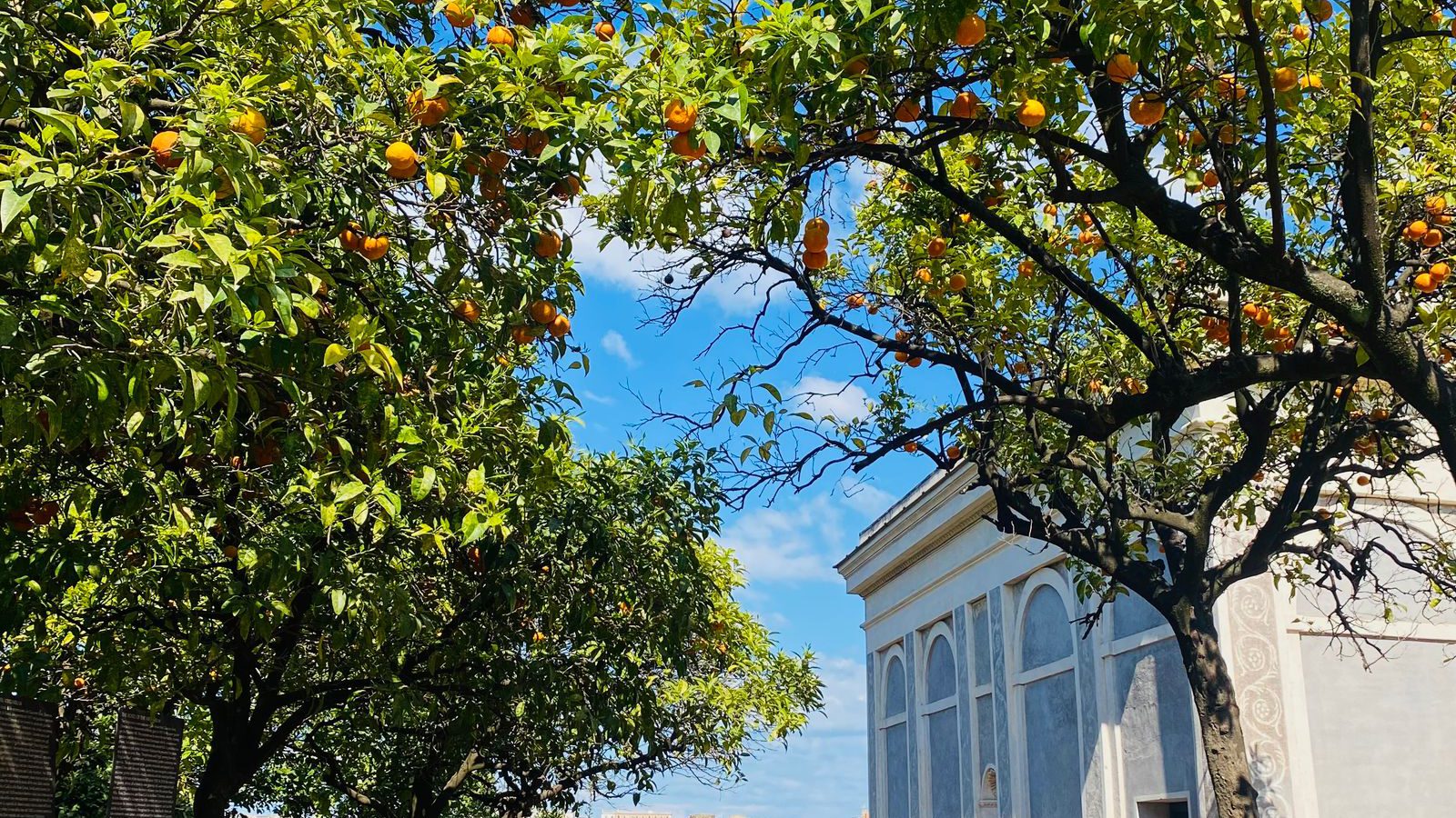 Orange trees laden with fruit framing a white classical building in the Giardino degli Aranci on Rome's Aventine Hill.