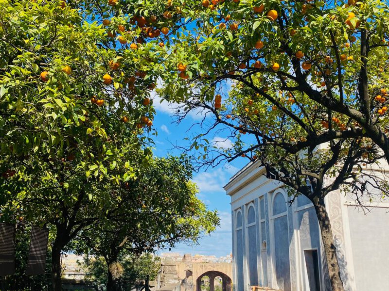 Orange trees laden with fruit framing a white classical building in the Giardino degli Aranci on Rome's Aventine Hill.