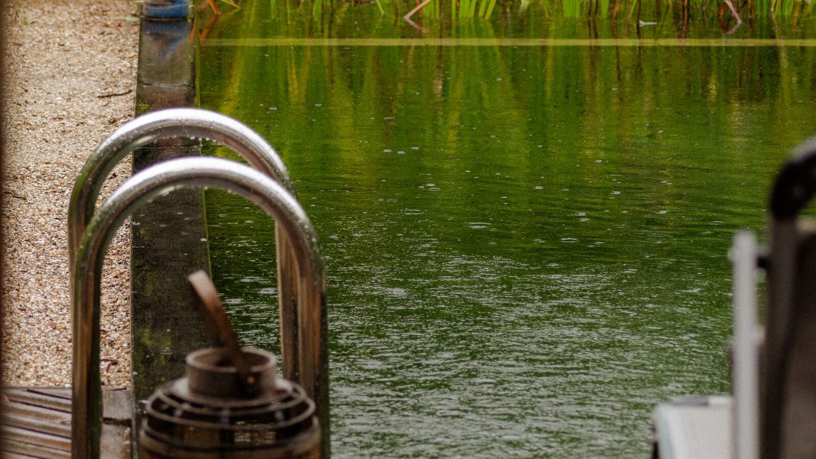 A calm green natural swimming pond with a metal swim ladder and reeds