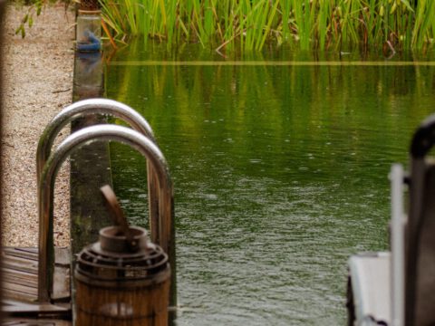A calm green natural swimming pond with a metal swim ladder and reeds