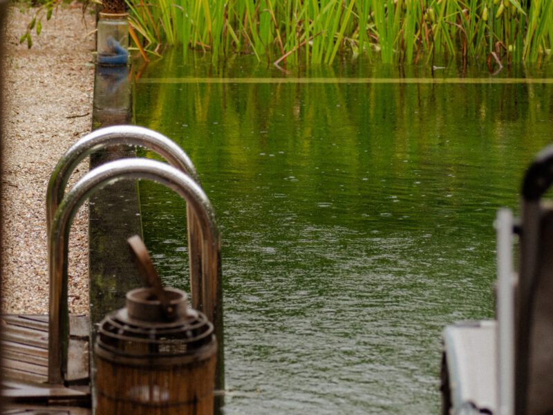 A calm green natural swimming pond with a metal swim ladder and reeds