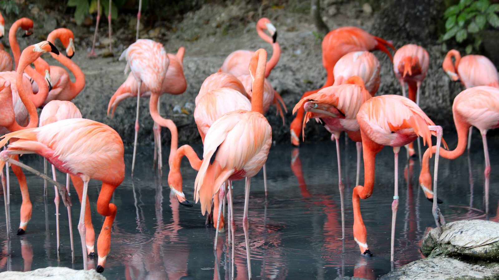 A flock of pink flamingos wading in shallow water, representing the flamingos at Ras Al Khor Wildlife Sanctuary in Dubai.