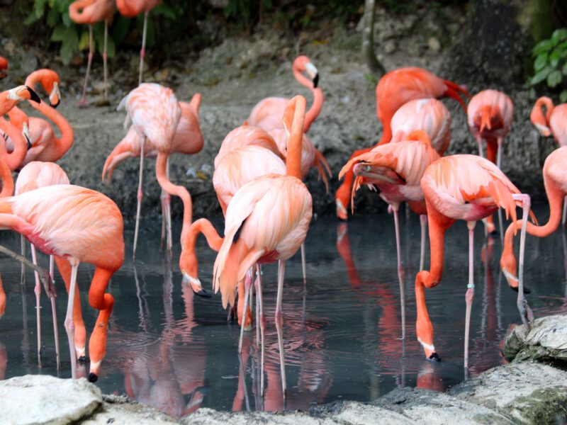 A flock of pink flamingos wading in shallow water, representing the flamingos at Ras Al Khor Wildlife Sanctuary in Dubai.