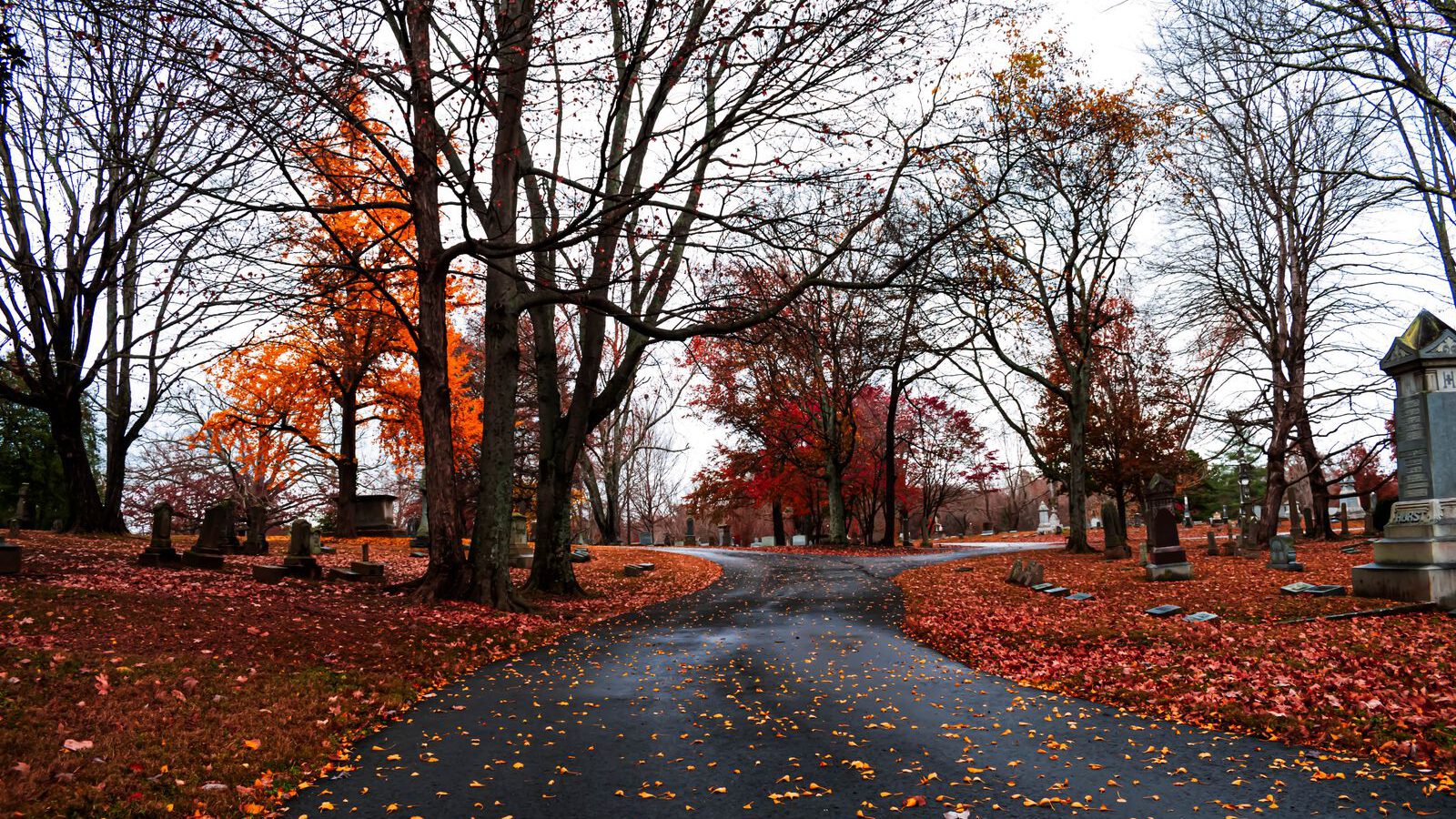 A quiet tree-lined cemetery path covered in fallen autumn leaves, evoking Vienna's vast Zentralfriedhof (Central Cemetery).