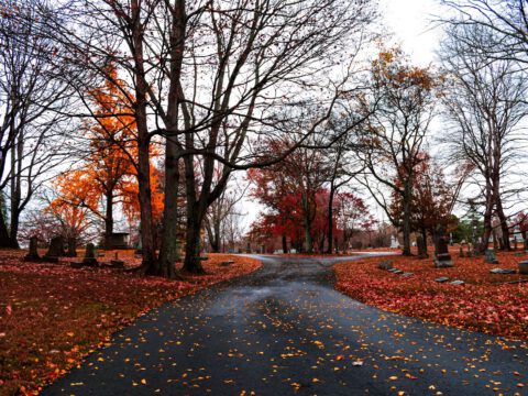 A quiet tree-lined cemetery path covered in fallen autumn leaves, evoking Vienna's vast Zentralfriedhof (Central Cemetery).
